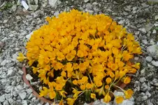 Crocus ancyrensis - Golden Bunch.webp