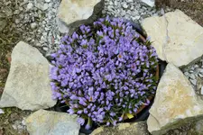 Crocus sieberi-Violet Queen.webp