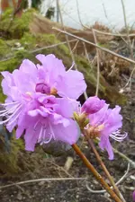 Dahurische Azalee Blüte.webp