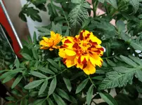 DSCN4475.2.webp