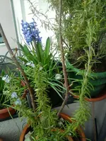 Frühling (2).webp
