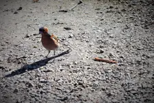 DSCF0354 (2).webp