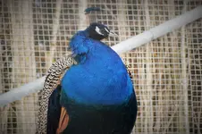 DSCF0298 (2).webp