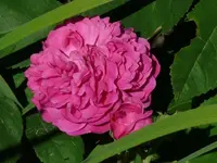 image.webp