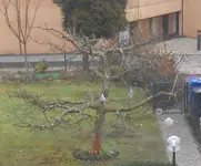 Apfel.webp