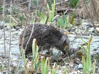 DSCN7253.webp