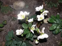 k-P1080501.webp