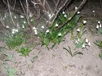k-P1080499.webp