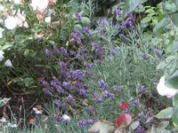 IMG_3134.webp