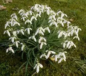 Schnee.webp