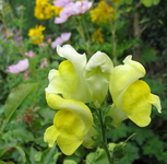 Löwenmäulchen sept 13.webp