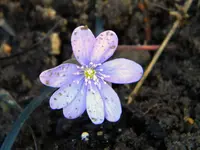 DSCN6728.webp