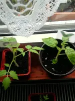 Tomate.webp