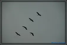 comp_DSC02856.webp