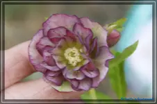 comp_DSC02862.webp