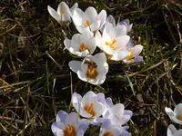 evay 011.webp