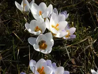 evay 010.webp