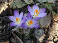 evay 006.webp