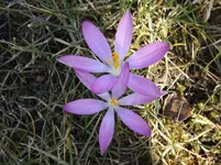evay 021.webp