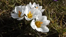 evay 039.webp