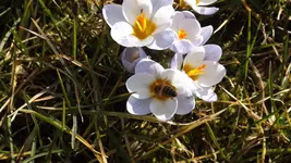 evay 044.webp