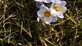 evay 043.webp