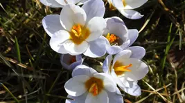 evay 042.webp