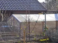 02_Aprikose_2015_S2147578.jpg