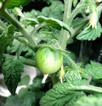 DSCN4500.2.webp