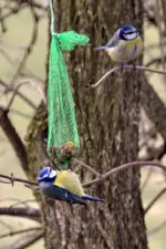 Blaumeisen_0002.webp
