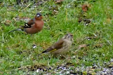 Buchfink-Grünfink_0001.webp