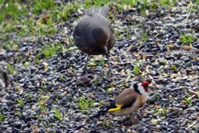Distelfink-Amsel_0001.webp