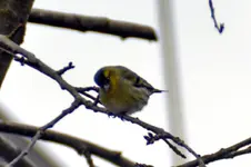 Erlenzeisig_0001.webp