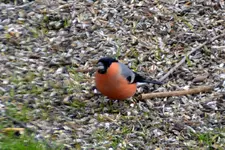 Gimpel_0001.webp