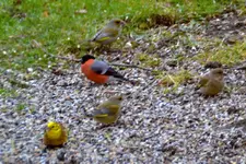 Gimpel_0004.webp