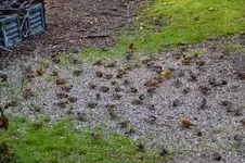 Vogelschar_0686.webp