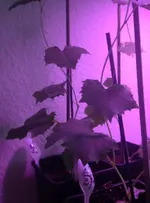 Luffa2.webp