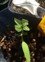 TomateRosella.webp