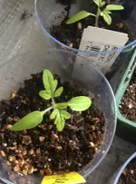 TomateSmallEgg.webp