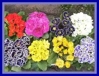 005.webp