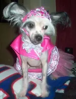 Kathis_Doggy.webp