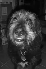 Polly letztes Bild.webp