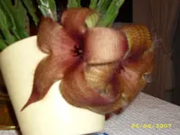 Blütenduo.webp