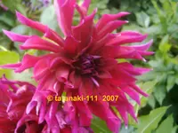 2007 - China Purple Star.webp