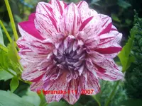 2007 - Micks Peppermint.webp