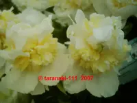Bridal Icing.webp