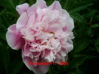 Hui Shi Dang Xia.webp