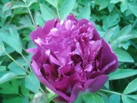 Mo Zi Cang Jin1.webp