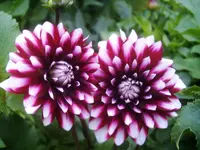 Karma Ying-Yang.webp