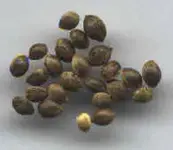 cannabissamen.webp